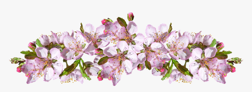 Cherry Blossom, HD Png Download, Free Download