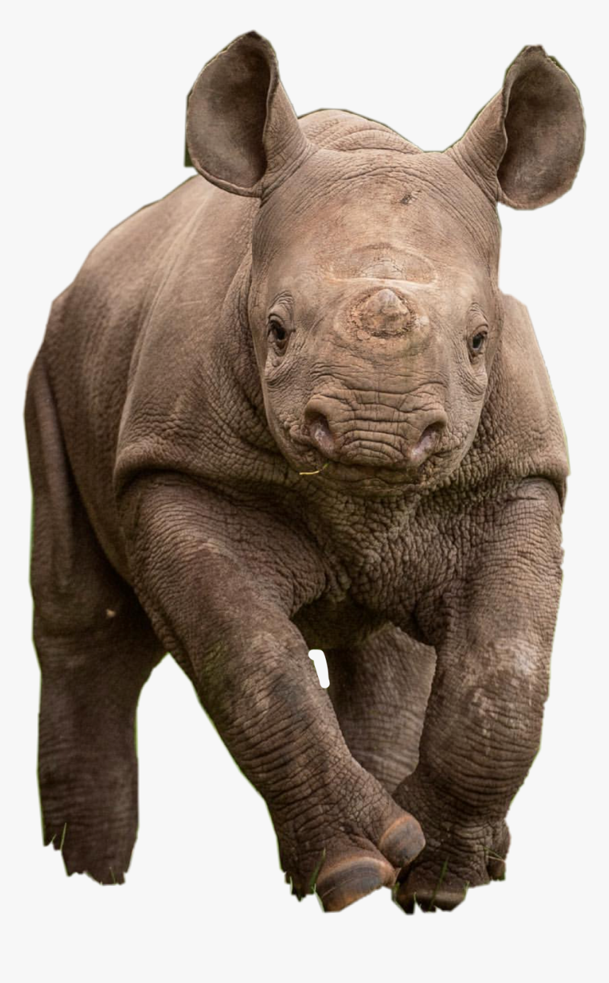 Indian Rhinoceros, HD Png Download, Free Download