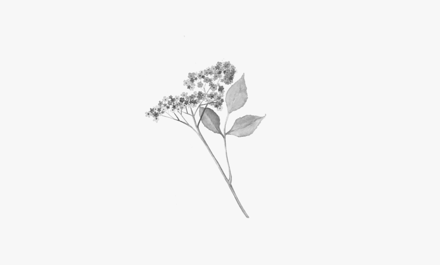 Arum, HD Png Download, Free Download