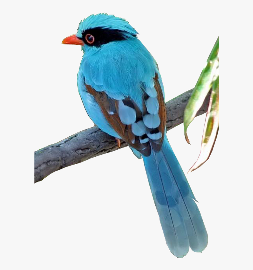 Aves Png - 2/4 - Imágenes - Gongbi , Png Download - Portable Network Graphics, Transparent Png, Free Download