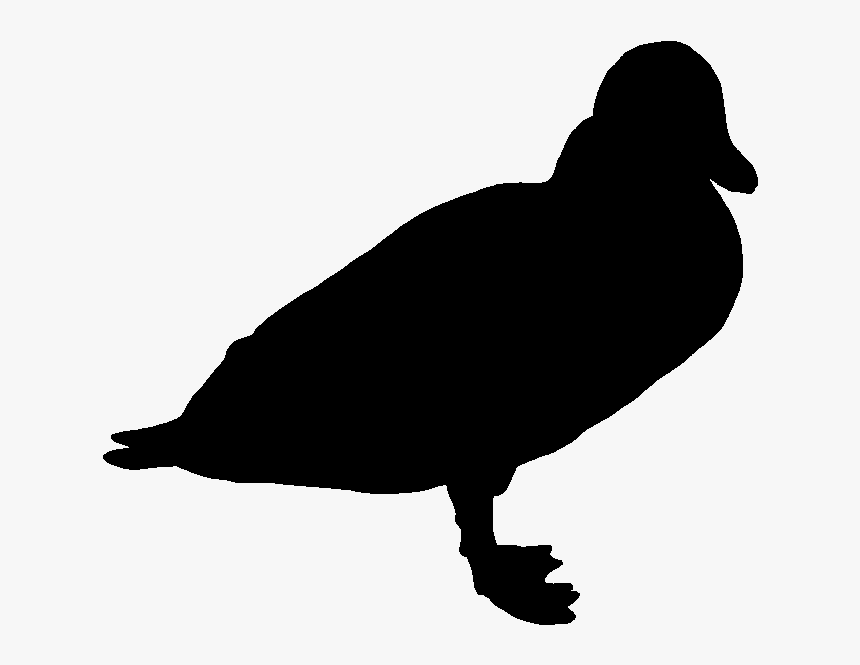 Duck, HD Png Download, Free Download