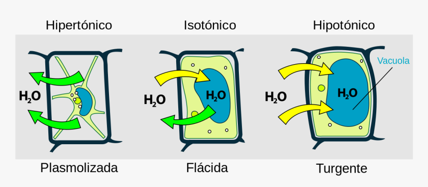 Plant Cell Plasmolysis, HD Png Download, Free Download