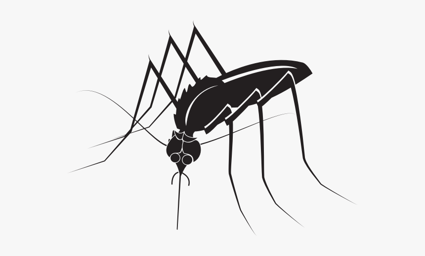 Mosquito Insect - Mosquito, HD Png Download, Free Download