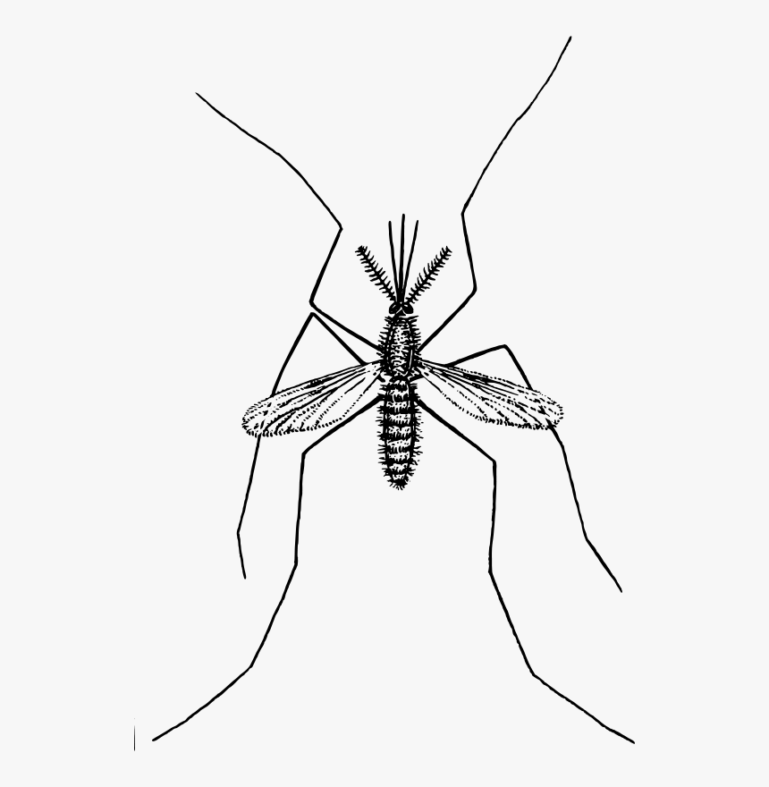 Mosquito - Mosquito Clipart No Background, HD Png Download, Free Download