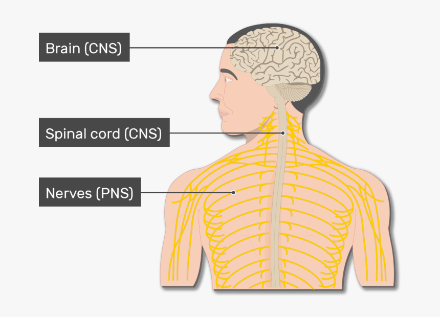 An Image Of The Body Showing The Nerves , Spinal Cord, - Nervous System, HD Png Download, Free Download