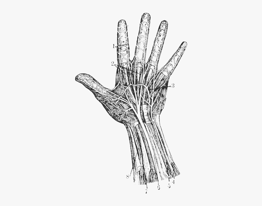 Nerves - Sketch, HD Png Download, Free Download