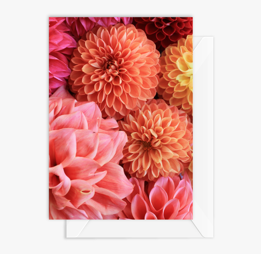 Dahlia Bright - Dahlia, HD Png Download, Free Download