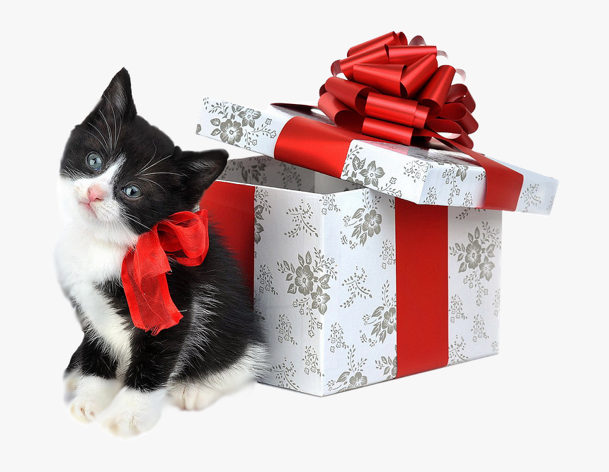 Gato Com Laço - Black And White Cat Merry Christmas, HD Png Download, Free Download