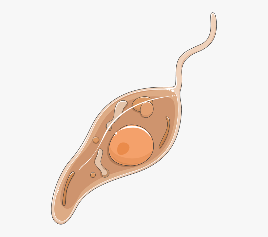 Leishmania Promastigote - Leishmania Png, Transparent Png, Free Download