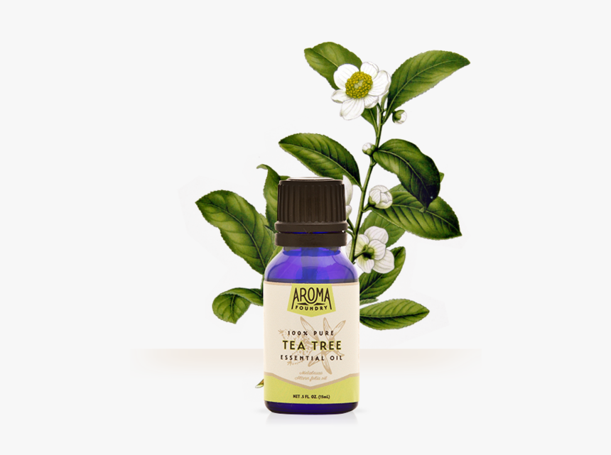 Essential Oil Tea Tree Oil, HD Png Download, Free Download