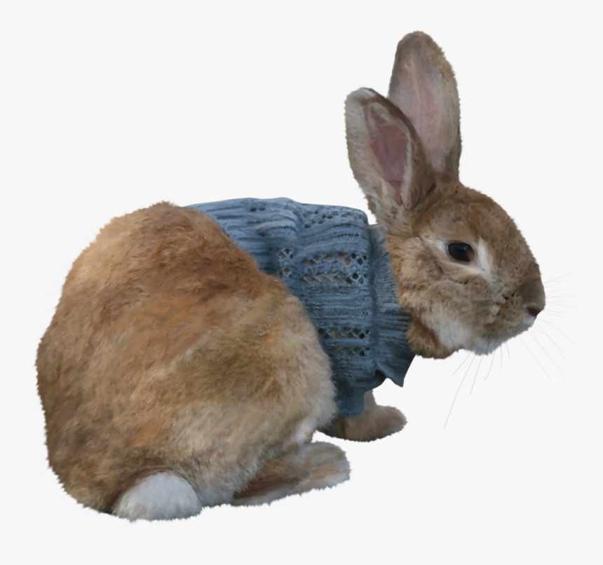 #bunny #rabbit #bunnyrabbit #easter #happyeaster - Rabbit, HD Png Download, Free Download