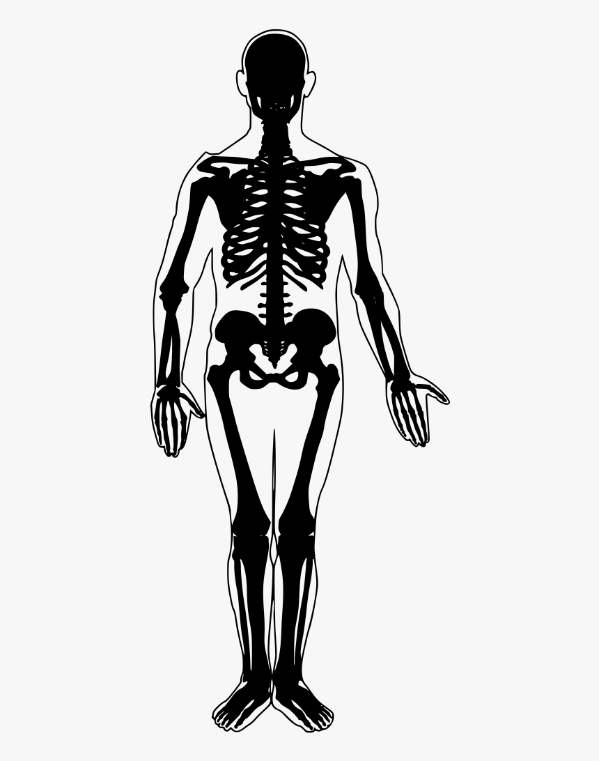 Appendicular Skeleton, HD Png Download, Free Download