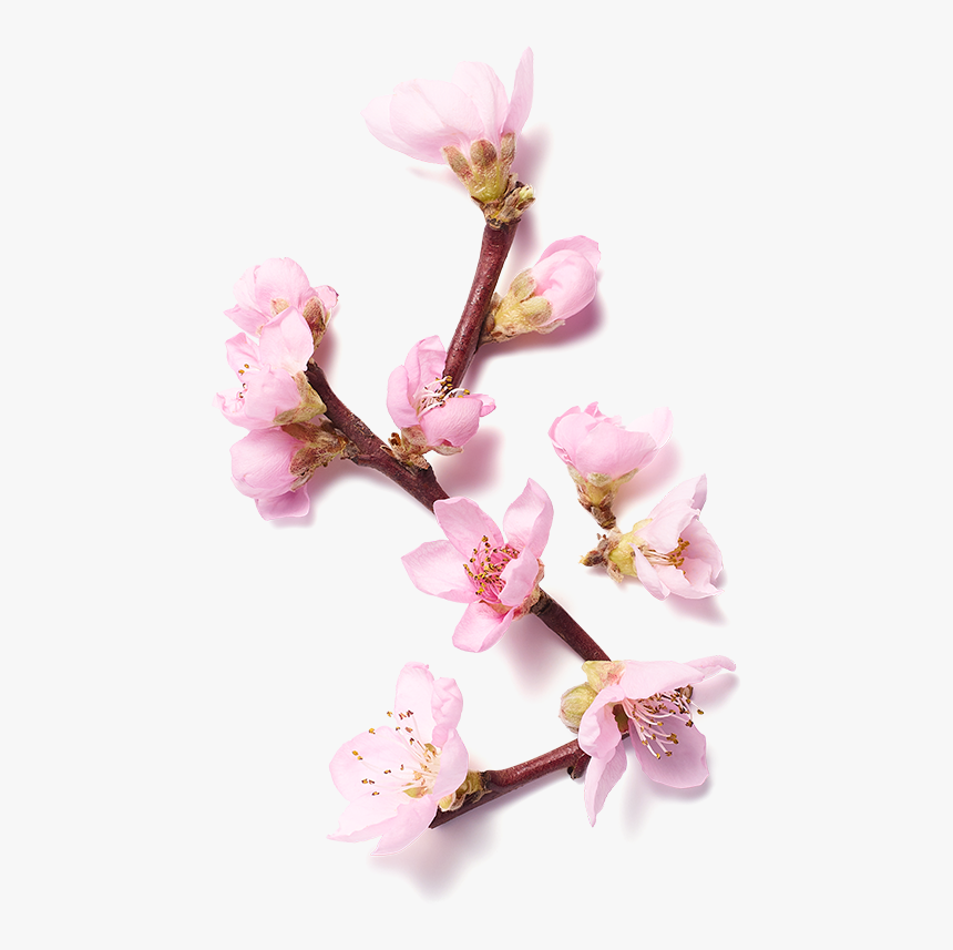 Cherry Blossom, HD Png Download, Free Download