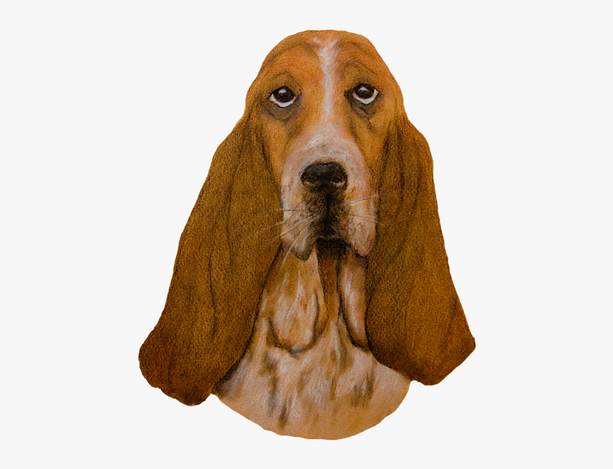 Basset Hound, HD Png Download, Free Download