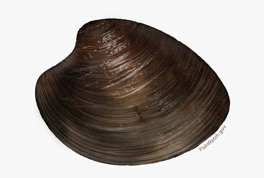 Hard Clam/ocean Quahog - Baltic Clam, HD Png Download, Free Download