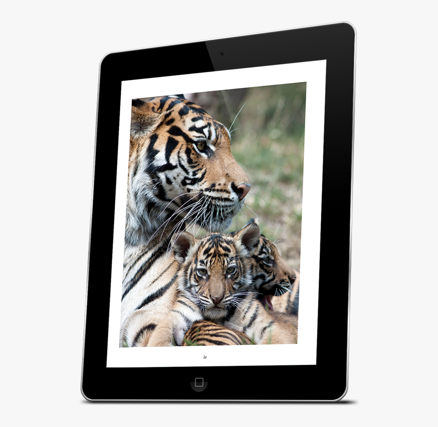 Bengal Tiger, HD Png Download, Free Download