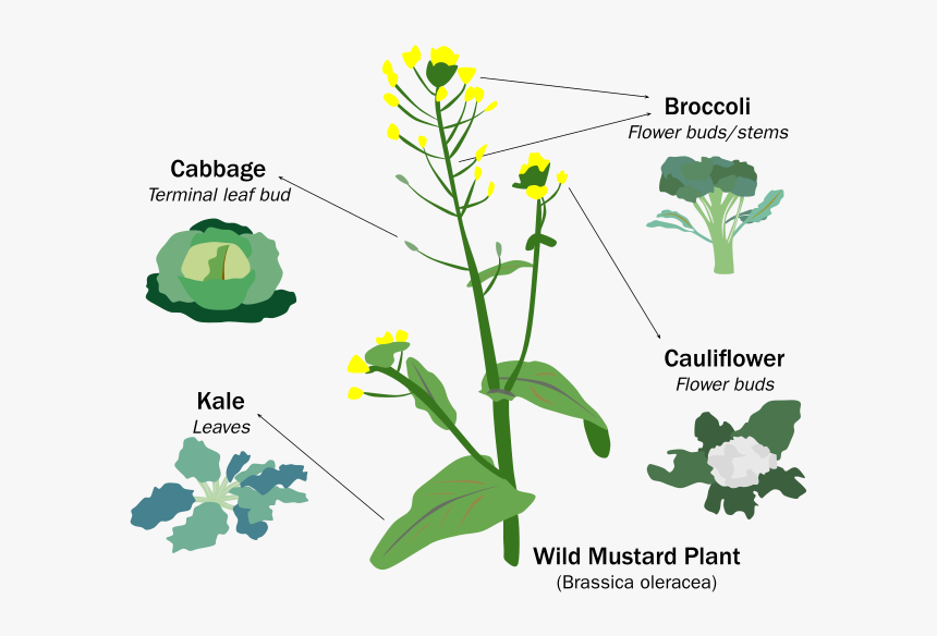 Evolution Of Domesticated Crop, HD Png Download, Free Download