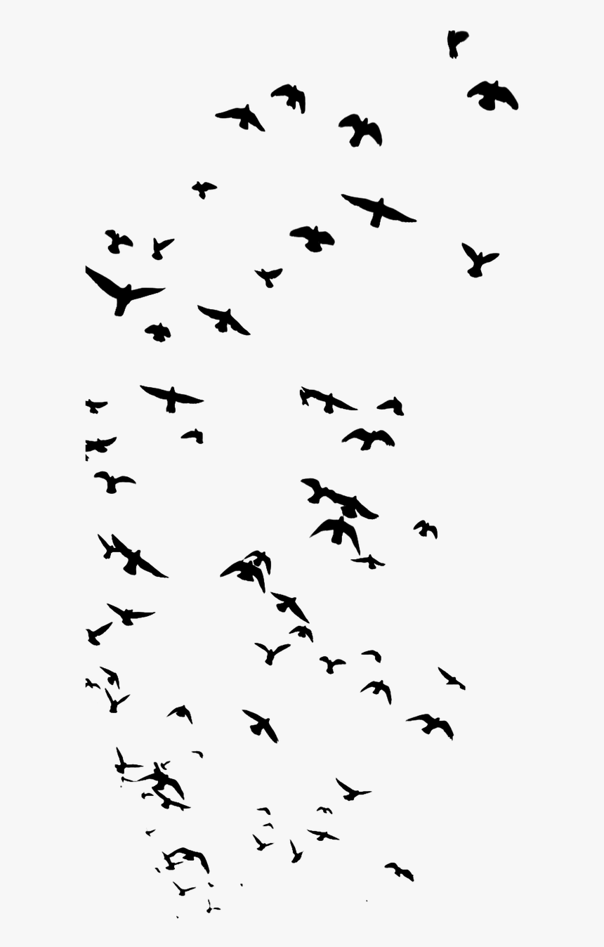 Birds Animal Nature Free Photo - Bird Silhouette Flock, HD Png Download, Free Download