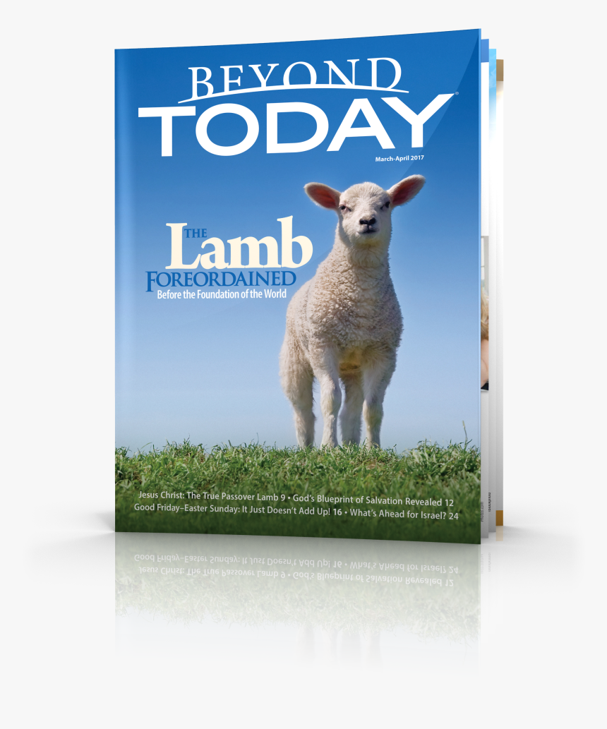 Beyond Today Magazine - Sheep, HD Png Download, Free Download