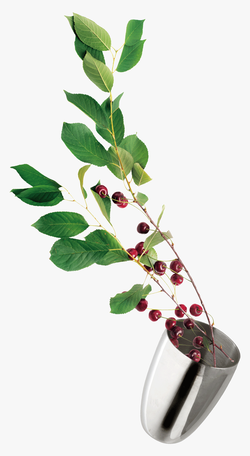 Currant, HD Png Download, Free Download