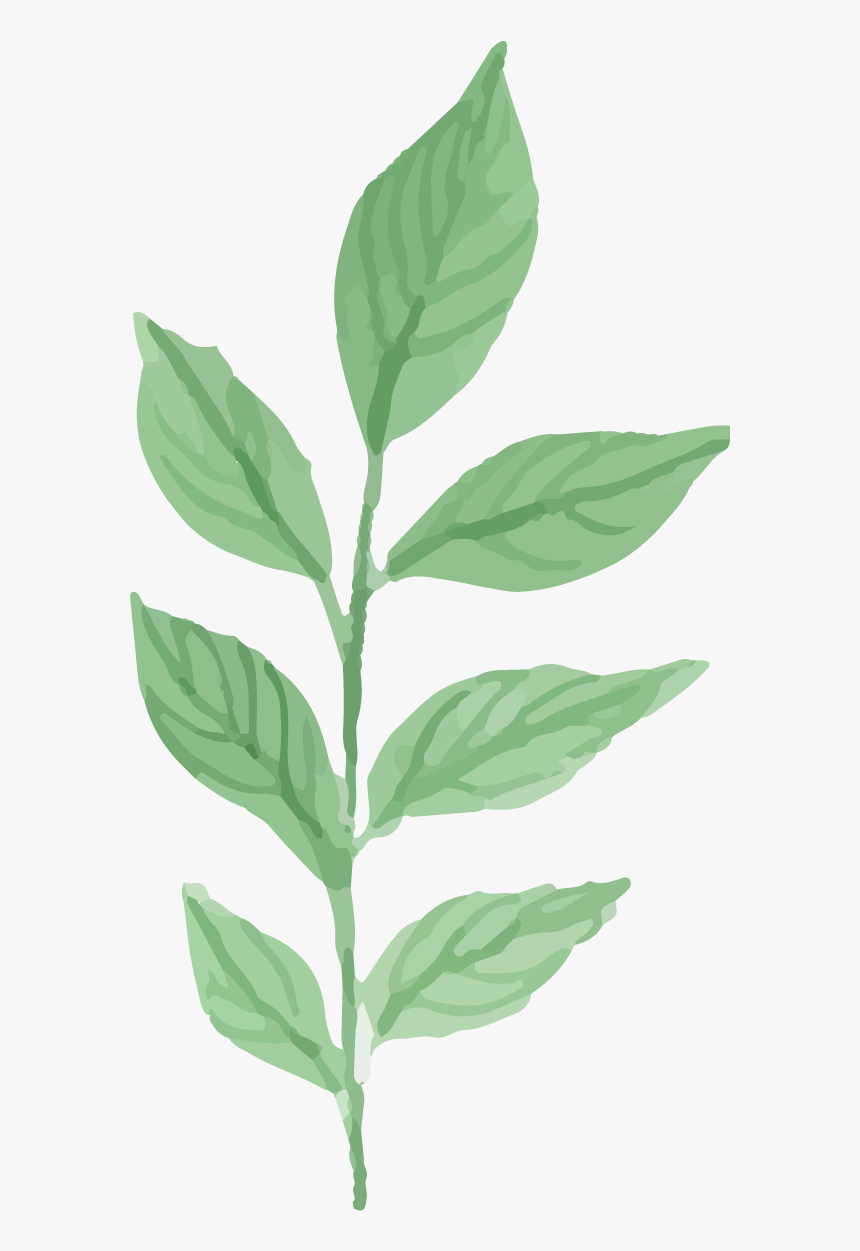 Watercolor Plant Png - Watercolor Plants Png, Transparent Png, Free Download