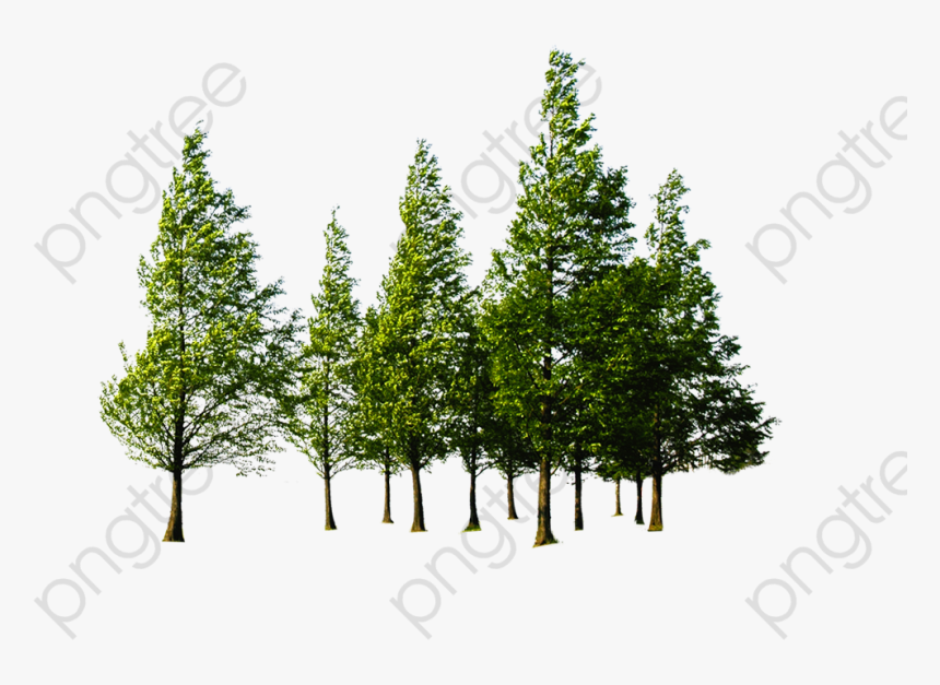 Transparent Evergreen Trees Png - Forest Trees Png, Png Download, Free Download