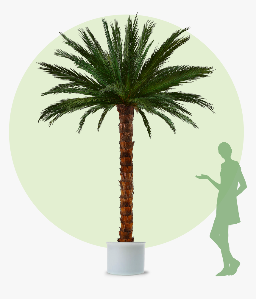 Palm Trees, HD Png Download, Free Download