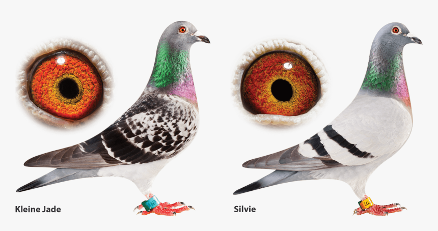 Jelle Jellema Pigeons For Sale, HD Png Download, Free Download