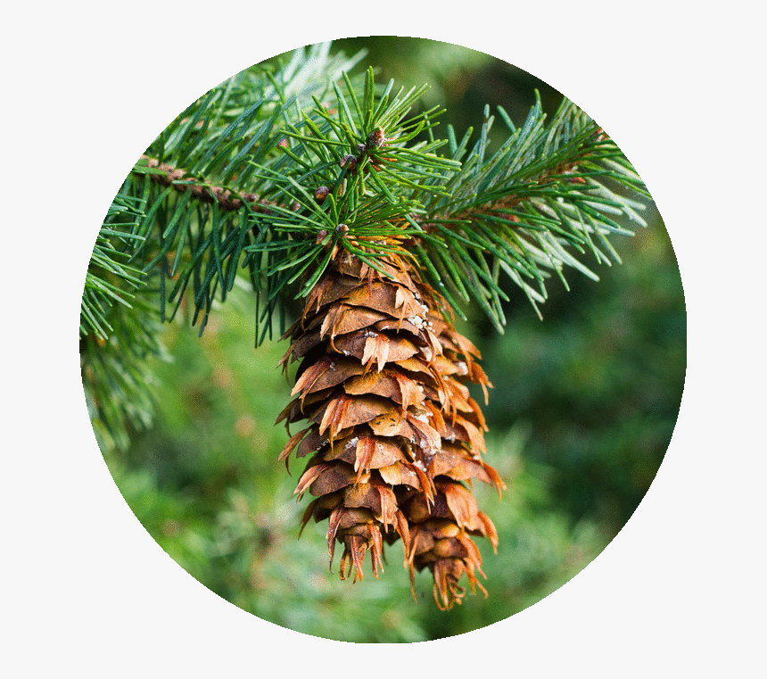 Fir Douglas - Douglas Fir, HD Png Download, Free Download