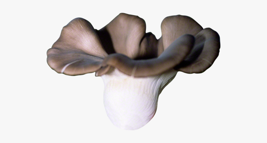 Phoenix Oyster Plug Spawn - Pleurotus Eryngii, HD Png Download, Free Download