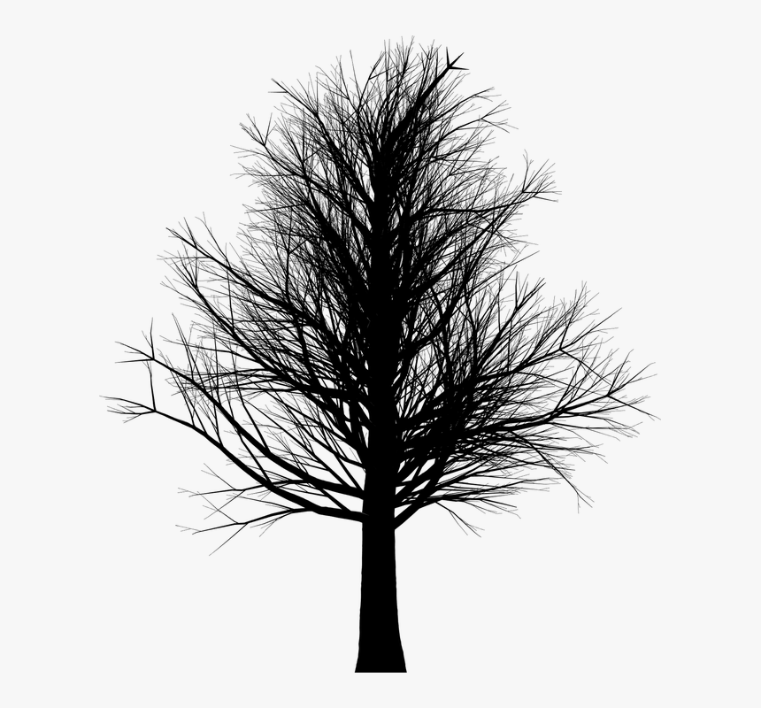 Arbol Sin Hojas Silueta Png, Transparent Png, Free Download