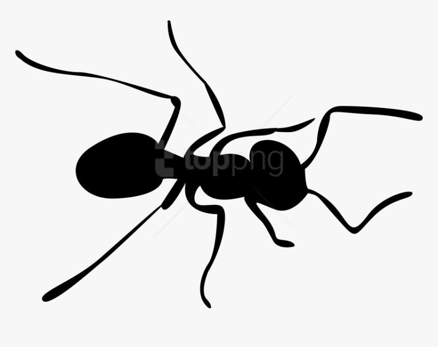 Ant - Ant Png Clipart, Transparent Png, Free Download