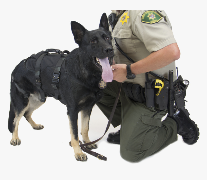 K9 Proseries® Rappel Harness - Old German Shepherd Dog, HD Png Download, Free Download