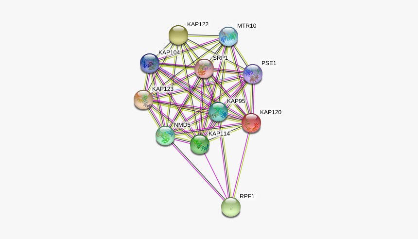 Kap120 Protein - Circle, HD Png Download, Free Download