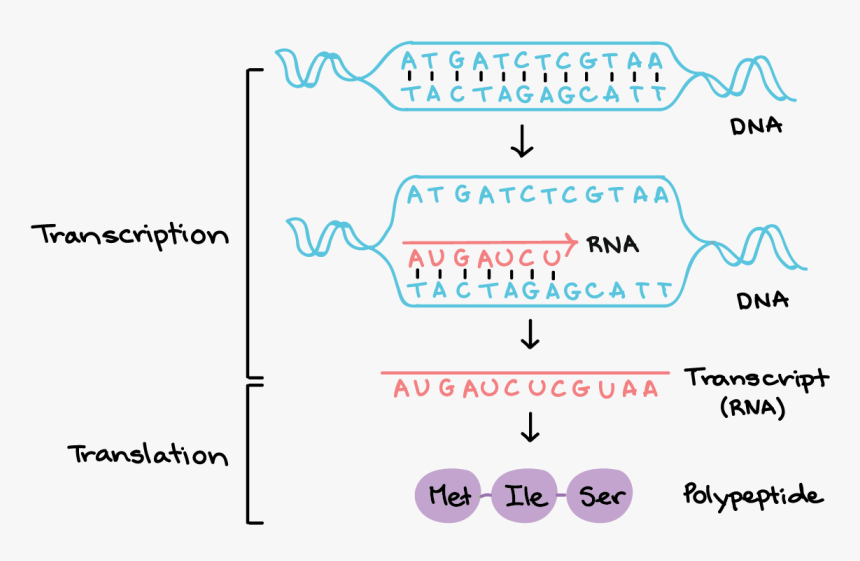 Dna To Rna, HD Png Download, Free Download