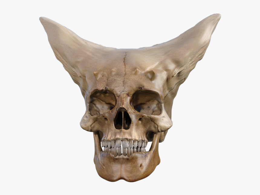 Skull, HD Png Download, Free Download