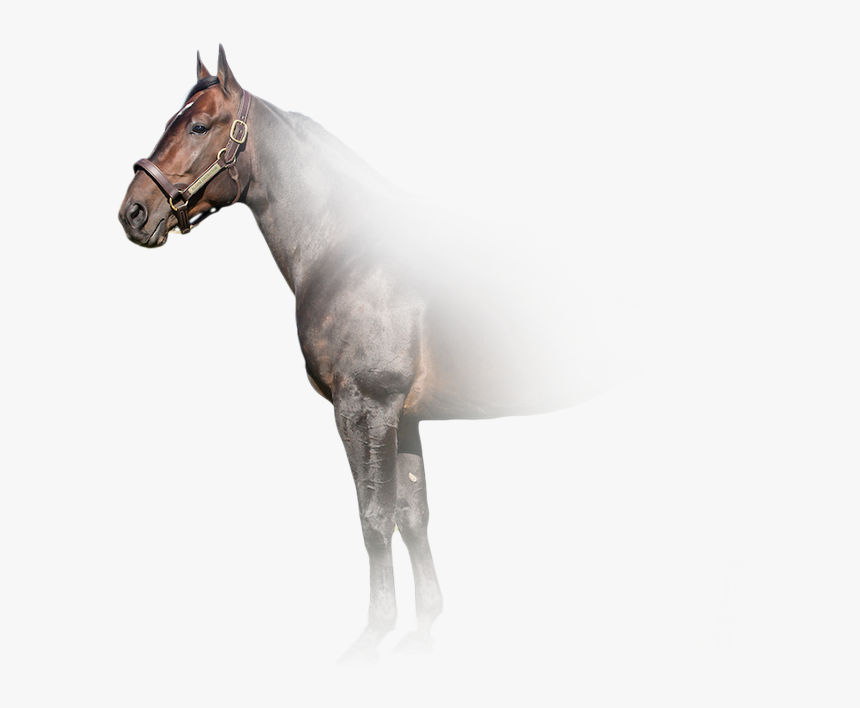 Stallion, HD Png Download, Free Download