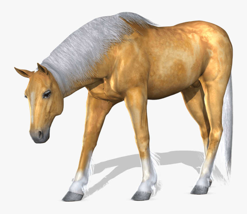 Cavalo Branco Em Png - Horse, Transparent Png - kindpng