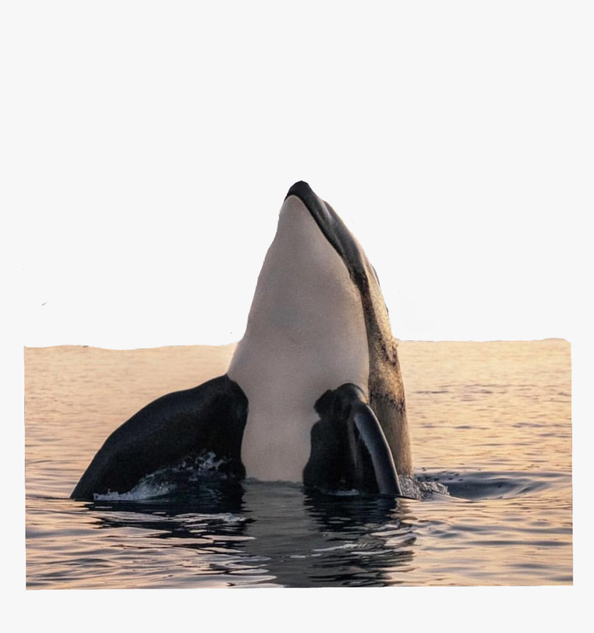 #baleia #peixe - Orca Photography, HD Png Download, Free Download