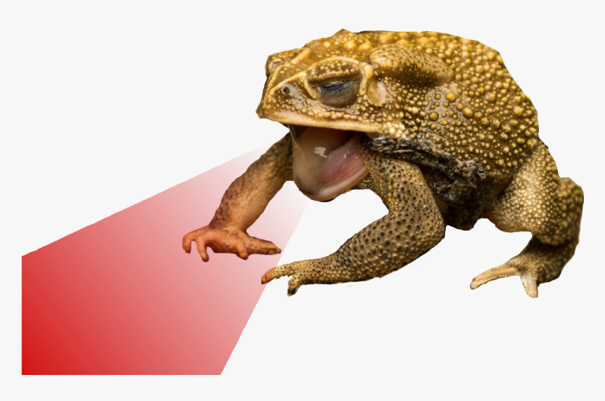 True Frog, HD Png Download, Free Download