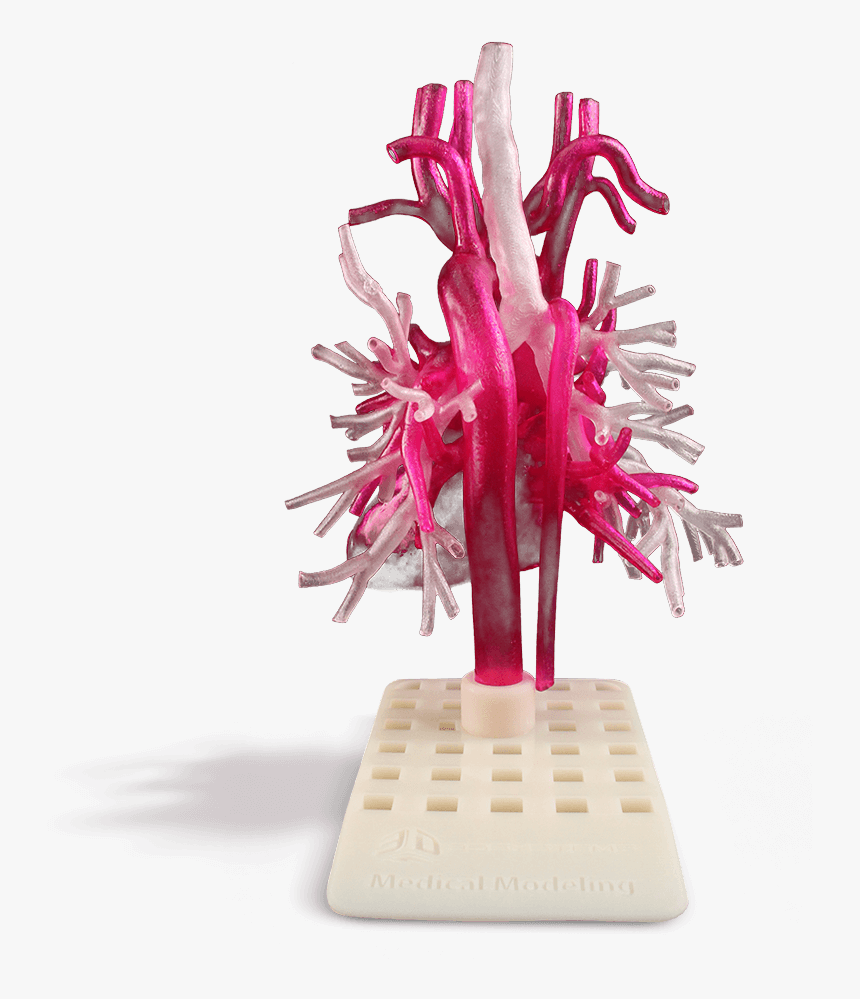 3d Systems Healthcare Anatomical Model Heart With Airway - Figurine, HD Png Download, Free Download