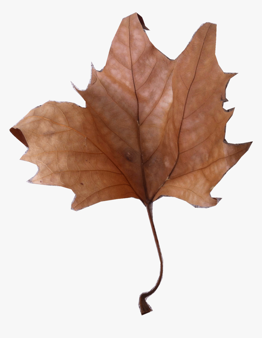 Maple Leaf, HD Png Download, Free Download