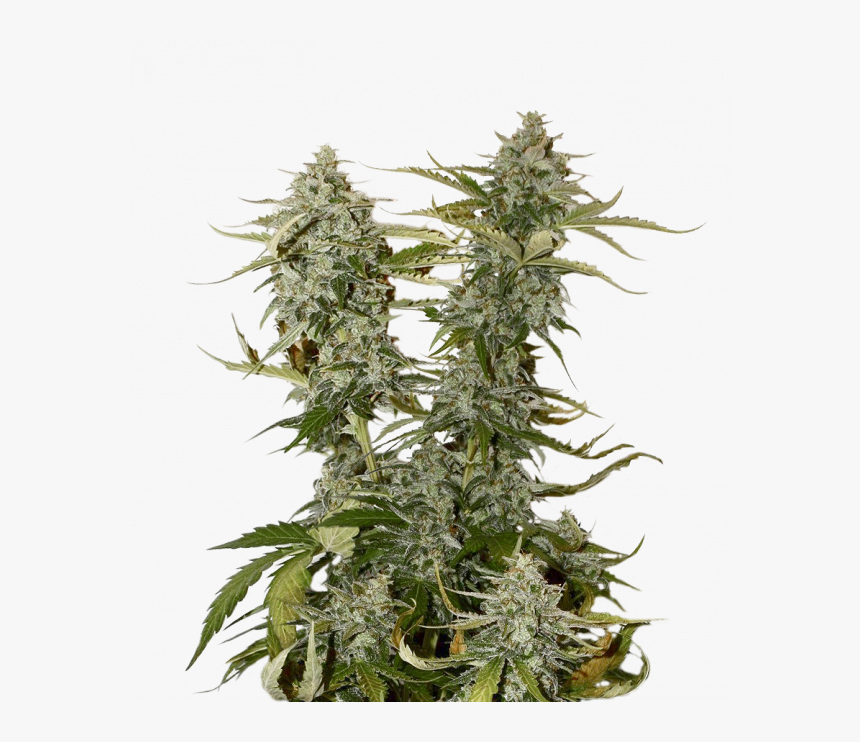 Candy Dawg Auto Feminised Cannabis Seeds - Og Candy Dawg Kush, HD Png Download, Free Download