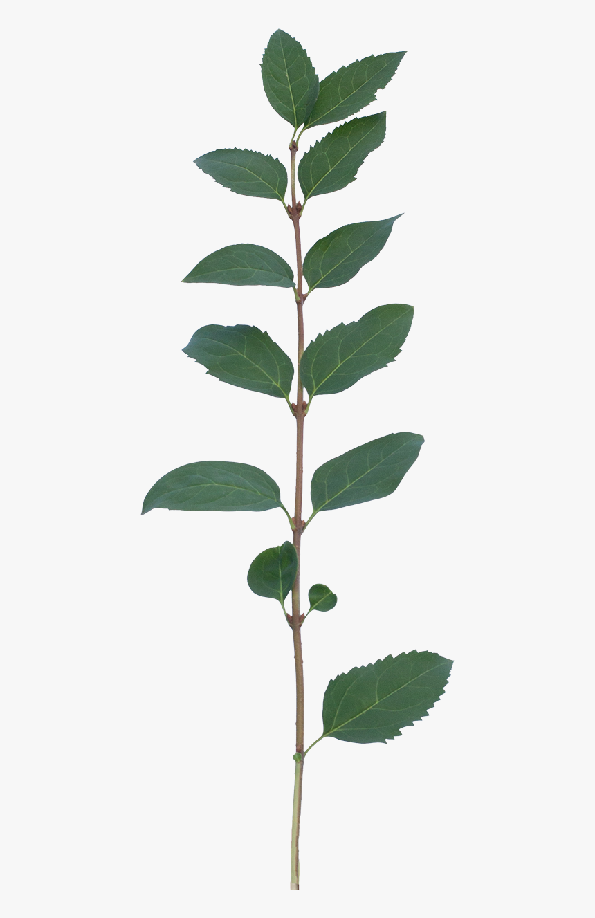 Vegetation Tree Branch 16b - Buttonbush, HD Png Download, Free Download