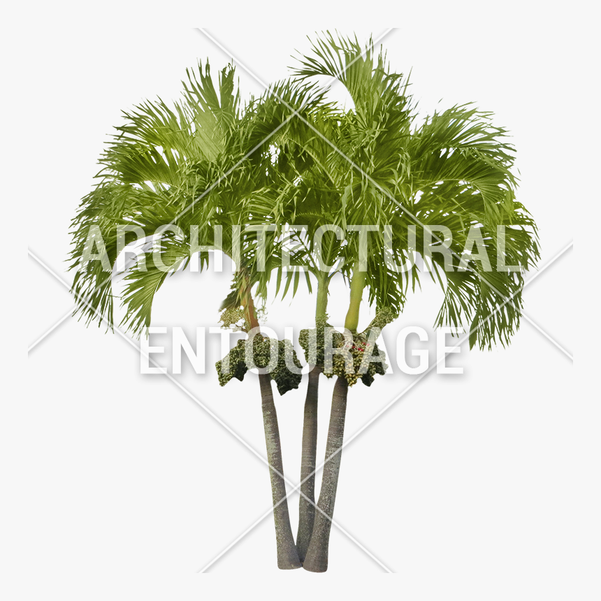 3d Palm Tree Png Download - Sabal Palmetto, Transparent Png, Free Download