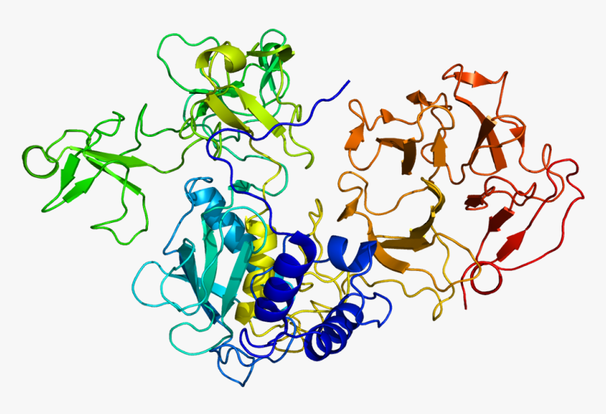 Protein Mmp2 Pdb 1ck7 - Mmp2 Protein, HD Png Download, Free Download