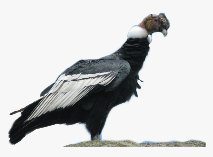 #condor - Condor De Bolivia, HD Png Download, Free Download