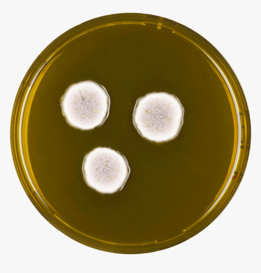 Aspergillus Spectabilis Meaox - Circle, HD Png Download, Free Download