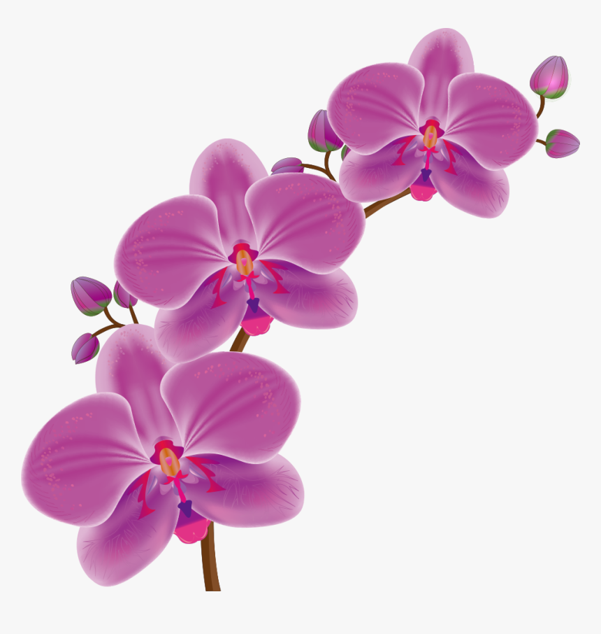 Orchid Flower Png, Transparent Png, Free Download