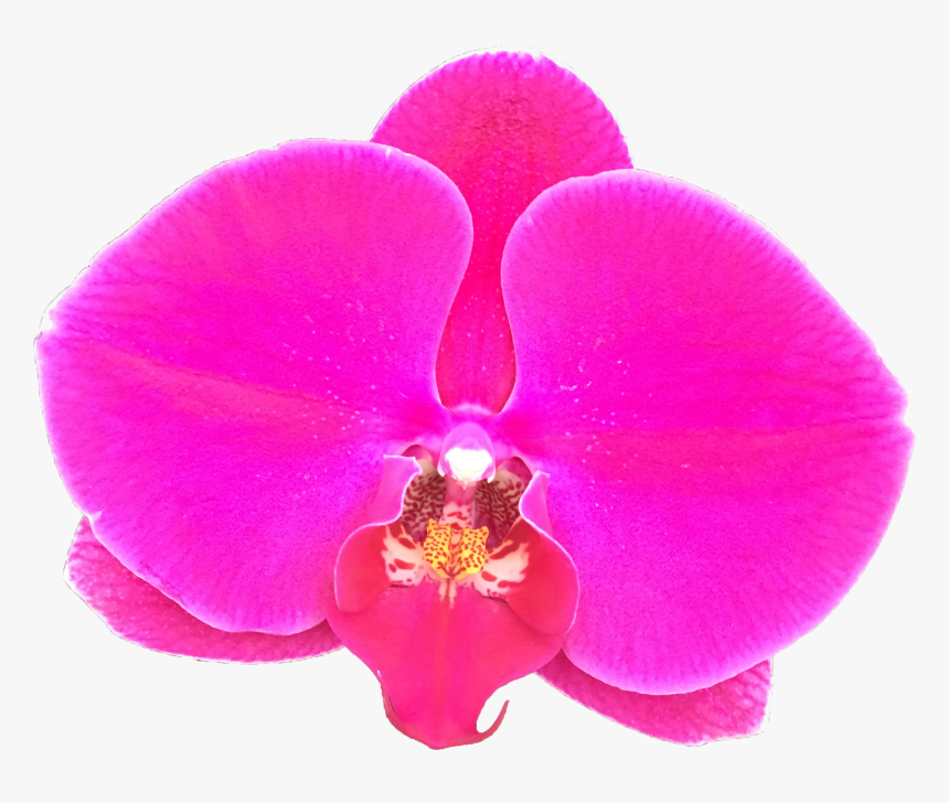 Moth Orchid, HD Png Download, Free Download